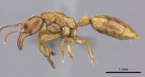 Centromyrmex fugator specimen CASENT0235867 image casent0235867_3