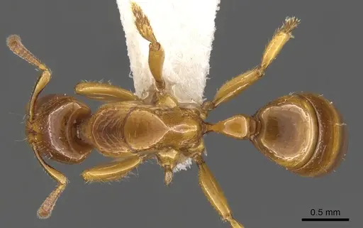 Centromyrmex fugator specimen CASENT0900368 image casent0900368_1