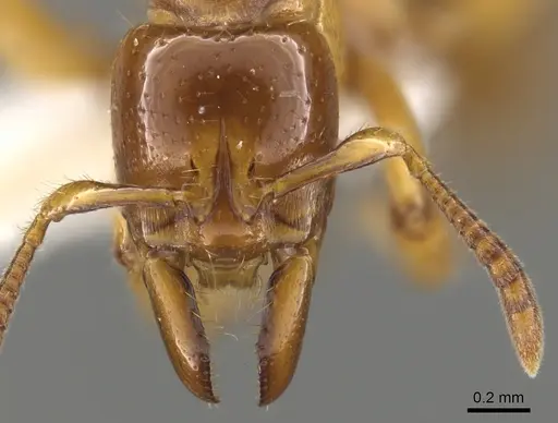 Centromyrmex fugator specimen CASENT0900368 image casent0900368_2