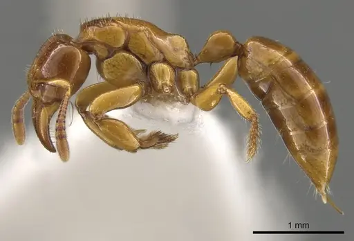 Centromyrmex fugator specimen CASENT0900368 image casent0900368_3