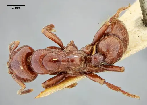 Centromyrmex gigas specimen ANTWEB1032014 image antweb1032014_1