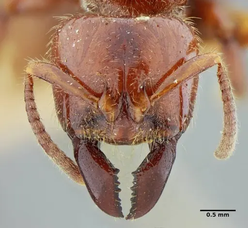 Centromyrmex gigas specimen ANTWEB1032014 image antweb1032014_2