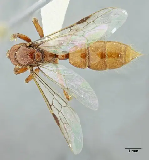 Centromyrmex gigas specimen ANTWEB1032021 image antweb1032021_1