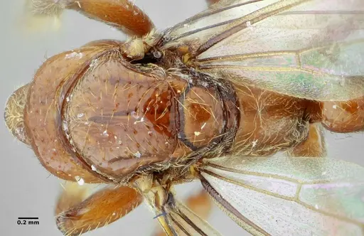 Centromyrmex gigas specimen ANTWEB1032021 image antweb1032021_2