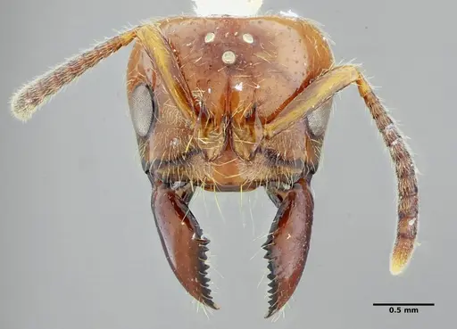 Centromyrmex gigas specimen ANTWEB1032021 image antweb1032021_3