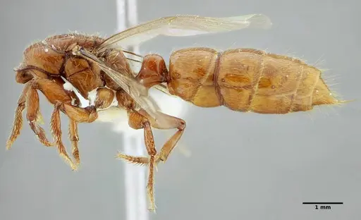 Centromyrmex gigas specimen ANTWEB1032021 image antweb1032021_5
