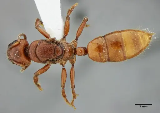 Centromyrmex gigas specimen ANTWEB1032025 image antweb1032025_1