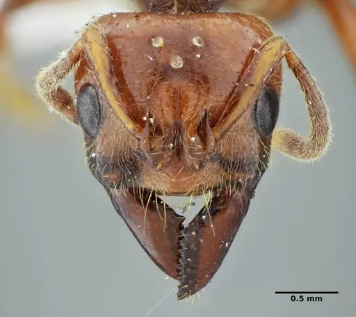 Centromyrmex gigas specimen ANTWEB1032025 image antweb1032025_2