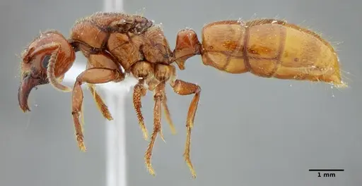 Centromyrmex gigas specimen ANTWEB1032025 image antweb1032025_4