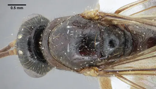 Centromyrmex gigas specimen ANTWEB1032044 image antweb1032044_2