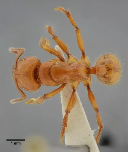 Centromyrmex gigas specimen ANTWEB1032070 image antweb1032070_1
