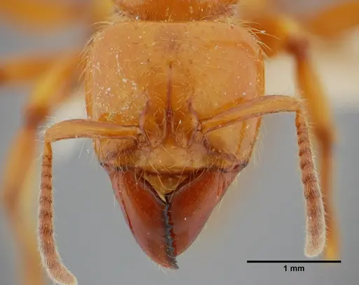 Centromyrmex gigas specimen ANTWEB1032070 image antweb1032070_2