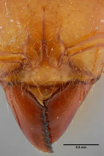 Centromyrmex gigas specimen ANTWEB1032070 image antweb1032070_3