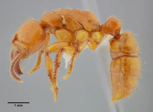 Centromyrmex gigas specimen ANTWEB1032070 image antweb1032070_4