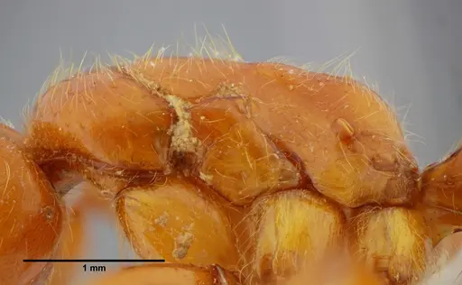 Centromyrmex gigas specimen ANTWEB1032070 image antweb1032070_5