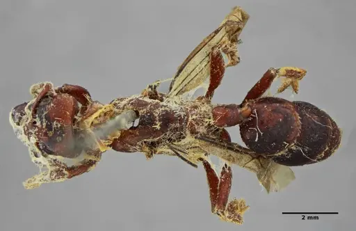 Centromyrmex gigas specimen ANTWEB1032083 image antweb1032083_1