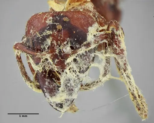 Centromyrmex gigas specimen ANTWEB1032083 image antweb1032083_2