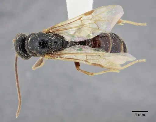 Centromyrmex gigas specimen ANTWEB1032463 image antweb1032463_1