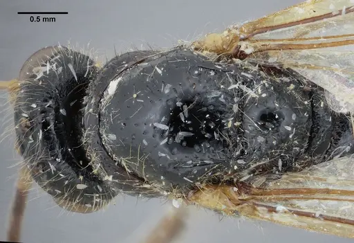 Centromyrmex gigas specimen ANTWEB1032463 image antweb1032463_2