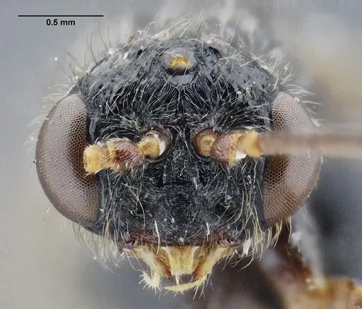 Centromyrmex gigas specimen ANTWEB1032463 image antweb1032463_3