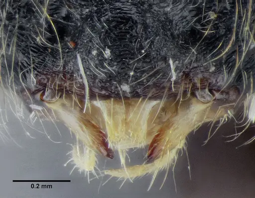 Centromyrmex gigas specimen ANTWEB1032463 image antweb1032463_4