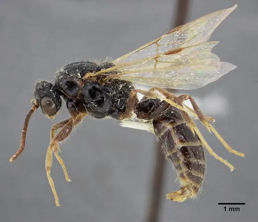 Centromyrmex gigas specimen ANTWEB1032463 image antweb1032463_5