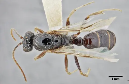 Centromyrmex gigas specimen ANTWEB1032464 image antweb1032464_1