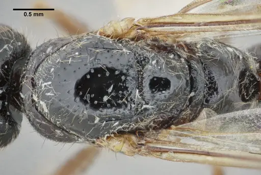 Centromyrmex gigas specimen ANTWEB1032464 image antweb1032464_2
