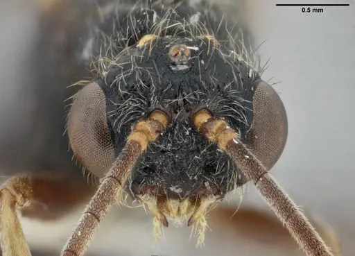 Centromyrmex gigas specimen ANTWEB1032464 image antweb1032464_3