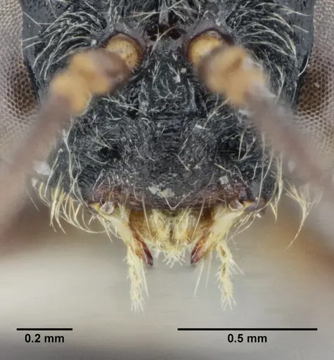 Centromyrmex gigas specimen ANTWEB1032464 image antweb1032464_4