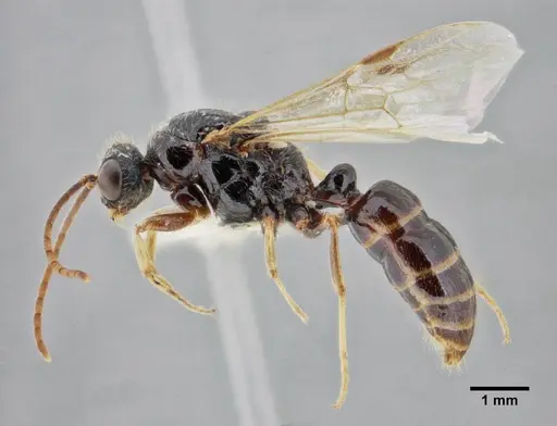 Centromyrmex gigas specimen ANTWEB1032464 image antweb1032464_5