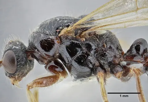 Centromyrmex gigas specimen ANTWEB1032464 image antweb1032464_6