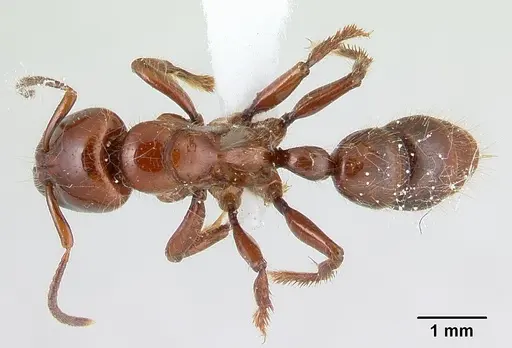 Centromyrmex gigas specimen CASENT0179476 image casent0179476_1