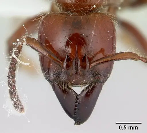 Centromyrmex gigas specimen CASENT0179476 image casent0179476_2