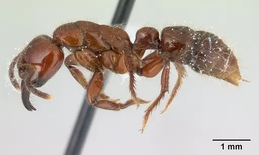 Centromyrmex gigas specimen CASENT0179476 image casent0179476_3