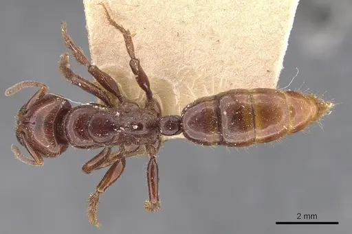 Centromyrmex gigas specimen CASENT0907212 image casent0907212_1