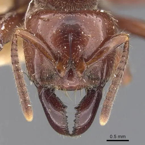 Centromyrmex gigas specimen CASENT0907212 image casent0907212_2