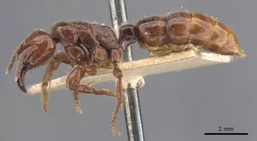 Centromyrmex gigas specimen CASENT0907212 image casent0907212_3