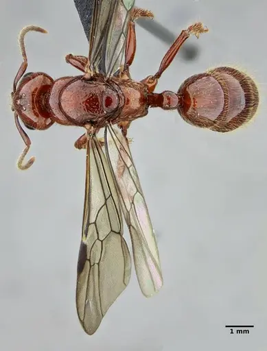 Centromyrmex gigas specimen UFV-LABECOL-007302 image ufv-labecol-007302_1