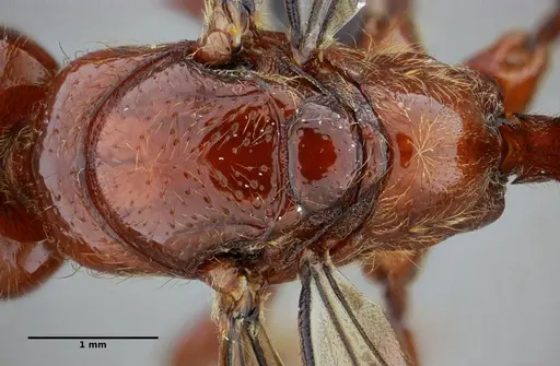 Centromyrmex gigas specimen UFV-LABECOL-007302 image ufv-labecol-007302_2