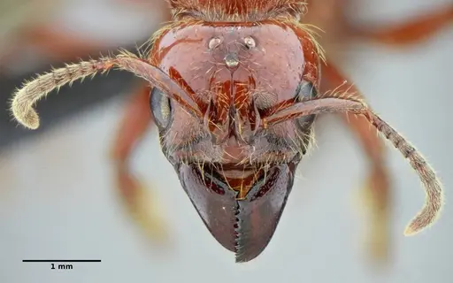 Centromyrmex gigas specimen UFV-LABECOL-007302 image ufv-labecol-007302_3