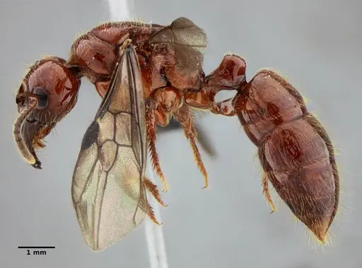 Centromyrmex gigas specimen UFV-LABECOL-007302 image ufv-labecol-007302_5