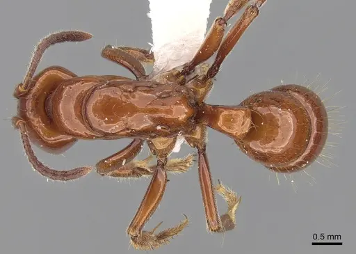 Centromyrmex hamulatus specimen CASENT0281887 image casent0281887_1