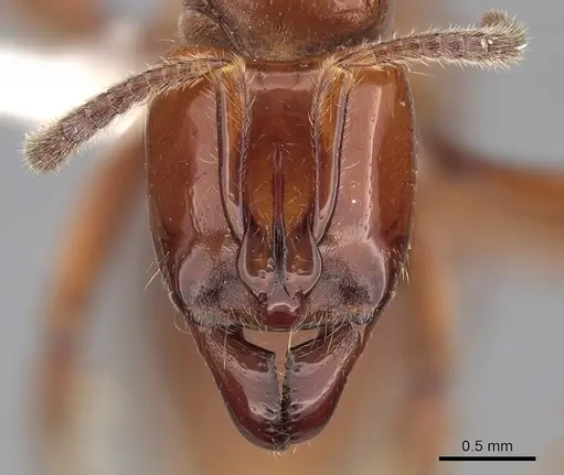 Centromyrmex hamulatus specimen CASENT0281887 image casent0281887_2