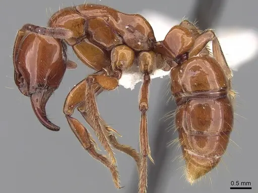 Centromyrmex hamulatus specimen CASENT0281887 image casent0281887_3