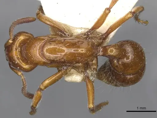 Centromyrmex hamulatus specimen CASENT0915171 image casent0915171_1