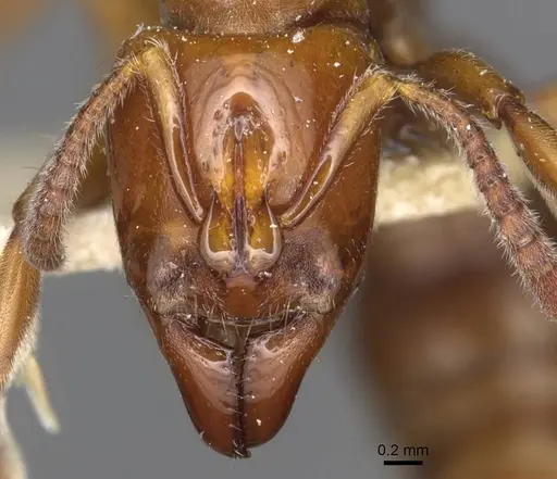 Centromyrmex hamulatus specimen CASENT0915171 image casent0915171_2