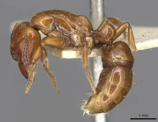 Centromyrmex hamulatus specimen CASENT0915171 image casent0915171_3