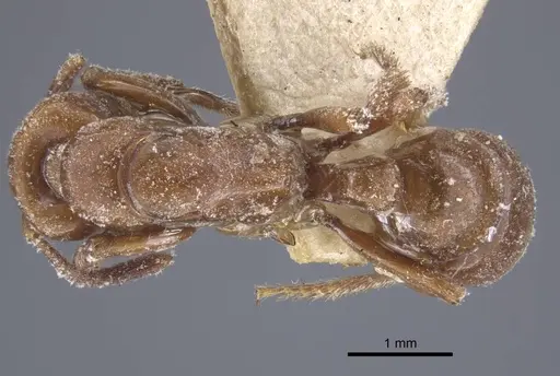 Centromyrmex hamulatus specimen CASENT0916831 image casent0916831_1