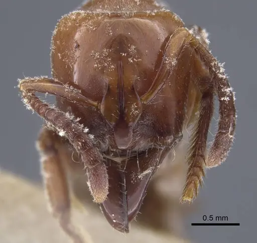 Centromyrmex hamulatus specimen CASENT0916831 image casent0916831_2